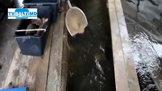 Контрабанда рыбы 05 02 18 смотреть онлайн