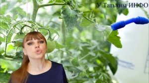 Когда, как и зачем обрабатывать ЙОДОМ ТОМАТЫ /помидоры/?!