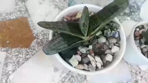 Gasteria and it's care