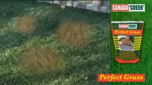 Perfect Grass  de canada green