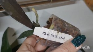 Новинки малыши от NCK orchid🦋🦋🦋