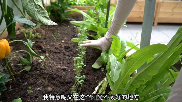如何在阳台、庭院种出又大又漂亮的青菜？
