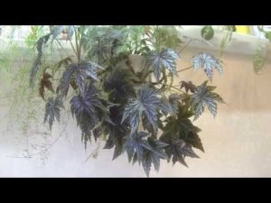 Комнатные цветы-бегонии. Обзор тростниковых и Кейн бегоний.