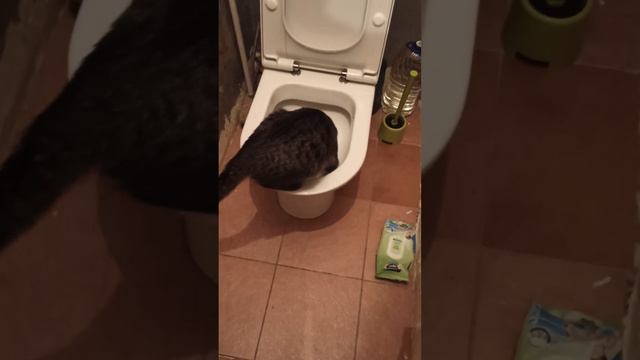 как приучить кота к унитазу 3 смотреть онлайн