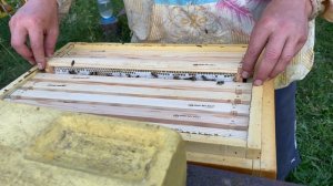 Осмотр улья. Липа цветет, но выделения нектара нету.(((