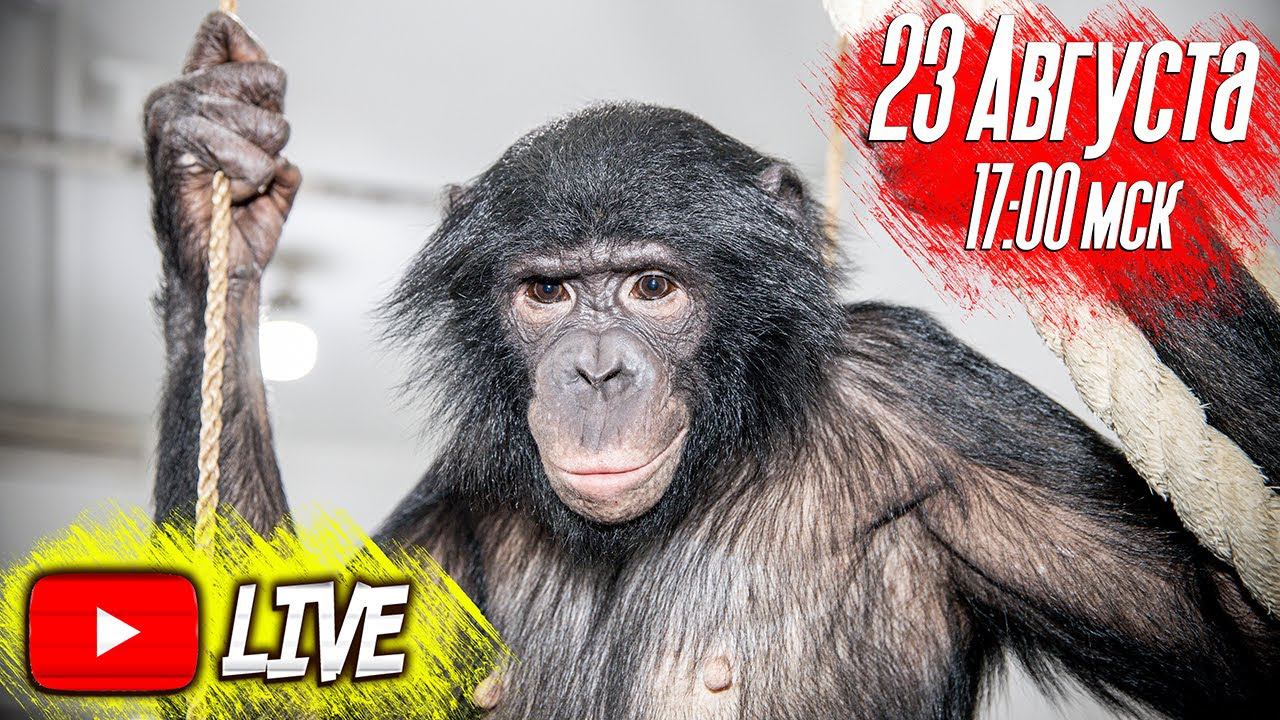 Дан Запашный, шимпанзе Мальта и Боня / Dan Zapashny, chimpanzee Malta and Bonya