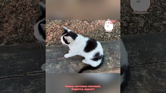 Дратути! Меня оставили хозяева, сказали сейчас придут... смотреть онлайн