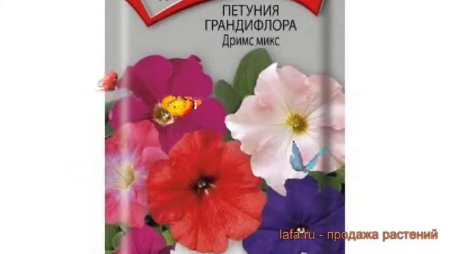 Петуния грандифлора Дримс микс (drims miks) ? обзор: как сажать, семена петунии Дримс микс смотреть онлайн
