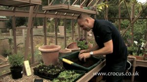 How to plant seedlings