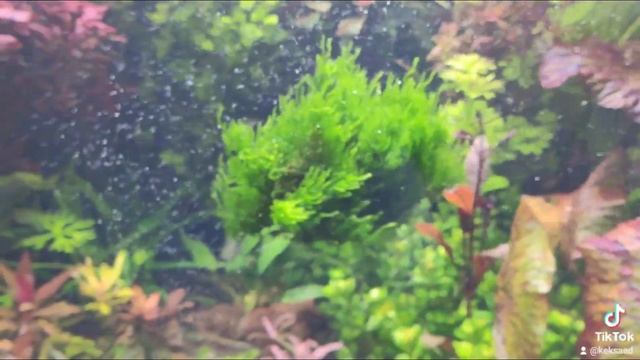 мох пламя смотреть онлайн