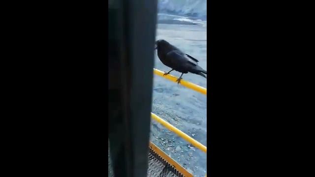 Жадная ворона и печеньки смотреть онлайн