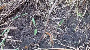 Виноград ЧЁРНЫЙ ДОКТОР! Технический сорт винограда ЧЁРНЫЙ ДОКТОР!