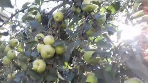 Начало  созревания    яблони  Снежный кальвиль,  одной из лучших  яблонь  для сока