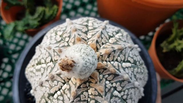 Astrophytum Super Kabuto Fruiting!!! смотреть онлайн