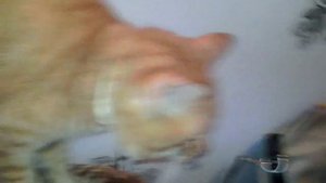 Кот шипит на собаку