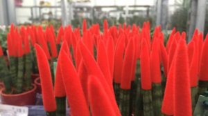 sansevieria velvet touch