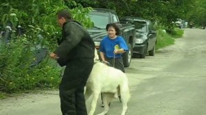 Кавказская овчарка Белый - защита хозяйки