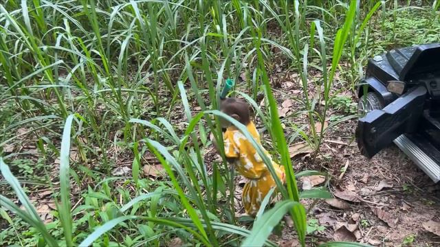 Cutis Farmer Drove To Harvest Grass At The Farm Help Dad Feed The Cows смотреть онлайн