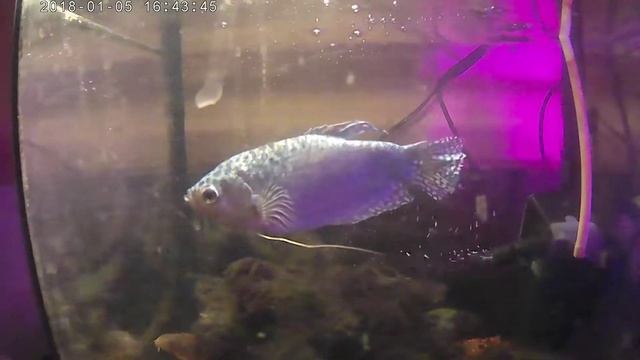 Типа тест ноунейм "экшн" камеры 1080p 60fps смотреть онлайн