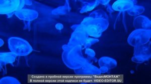 Морские обитатели океанов и морей