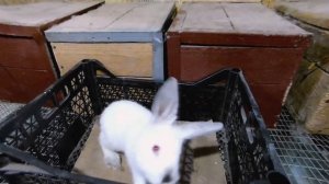 Пастереллез у кроликов