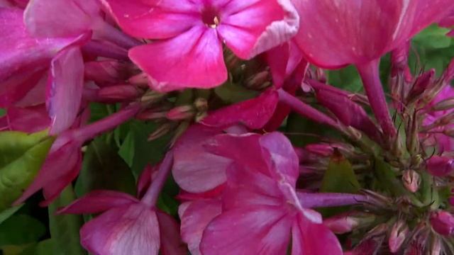 Флокс Плутон - обзор, описание, цветение, отзыв смотреть онлайн