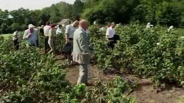 Ремонтантная малина (часть 1)