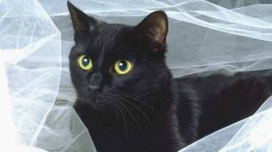 Чёрная кошка