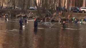 Ловля корюшки на паука в Сестрорецке 20 апреля 2021