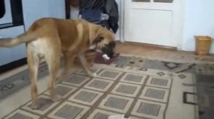 Boxer Vs Chihuahua