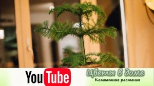 Пересадка Араукарии. Горшок и грунт для растения!