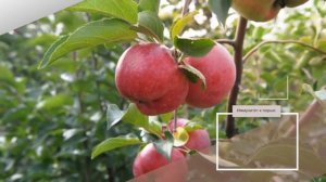 Яблоня Афродита - обзор сорта
