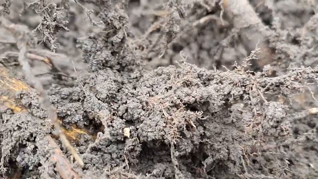 Как выкопать саженцы фундука? микориза фундука ! смотреть онлайн