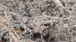 Как выкопать саженцы фундука? микориза фундука !