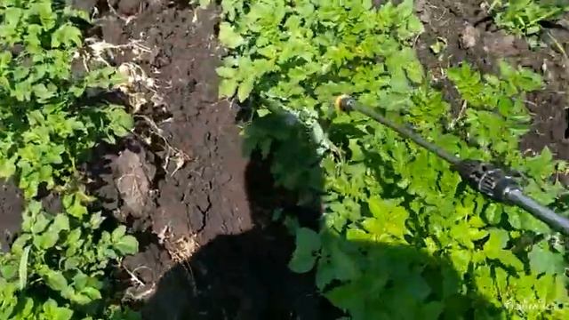 Обработка картошки от жука смотреть онлайн