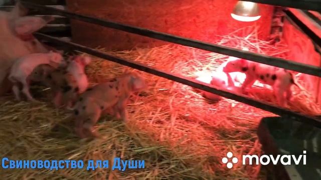 Опорос первородки//Первый опорос в этом году!