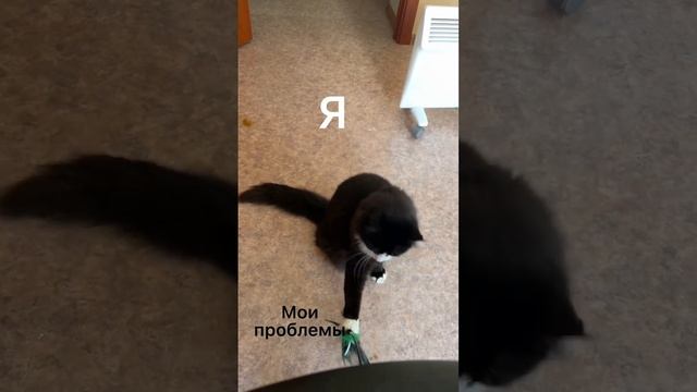 Я и мои нерешенные проблемы #cat #кот #психология #pets #безкотаижизньнета #котсэм