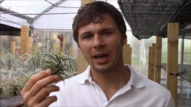 Tillandsia latifolia (Planta Brutt video 24) Español смотреть онлайн