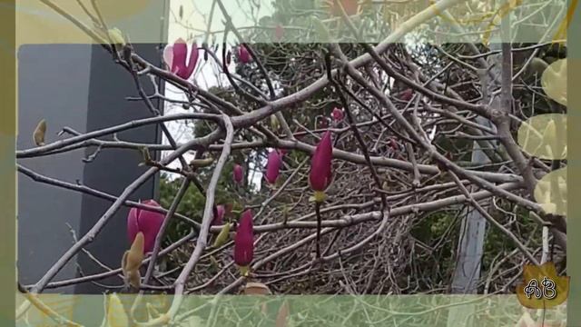 Магнолия Суланжа /Magnolia soulangeana