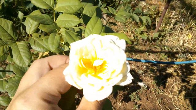 Rosa Uetersener Klosterrose. Tantau. ПОСАДКА 2020