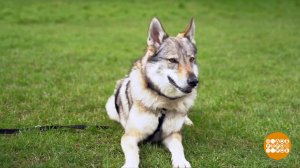 В мире. Помощь псам. Доброе утро. Фрагмент выпуска от 16.04.2021