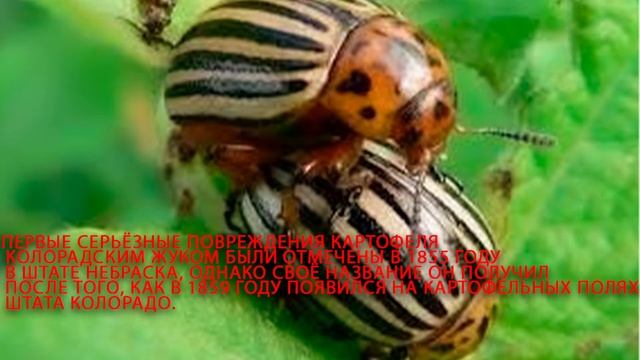 Интересные факты о колорадском жуке