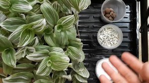 Это - физкультура для корней! Агроперлит, цеолит, керамзит. Зачем, как, сколько. Отвечаю на вопросы