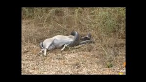 Питон пытался сожрать антилопу!