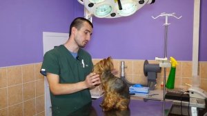 Стерилизация собак. Часть 3. Какие последствия после операции