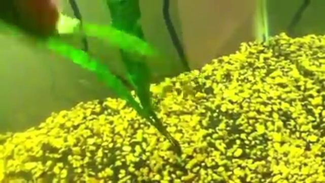 Java fern and plants to get rid of смотреть онлайн