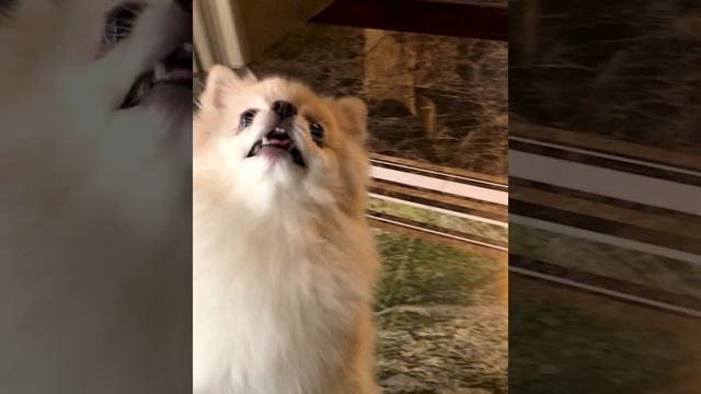 Милашка Боня.???  Pomeranian. Funny animals. Dear Bonya.  Померанский шпиц. Забавные животные.