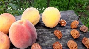 Персики из косточки