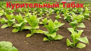 Как вырастить Курительный табак.