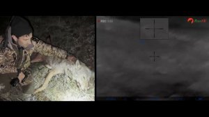 Охот на  волка в Дагестане. Волк на золотую медаль